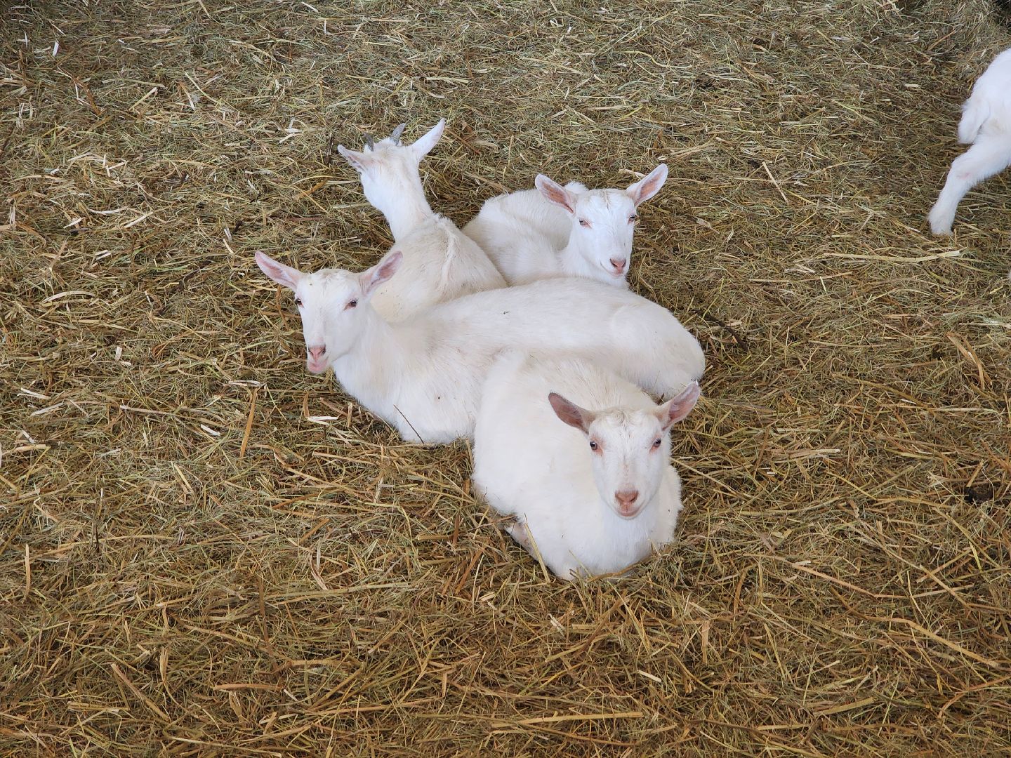 воскресенск, фермер, экономика, козы, сельское хозяйство,