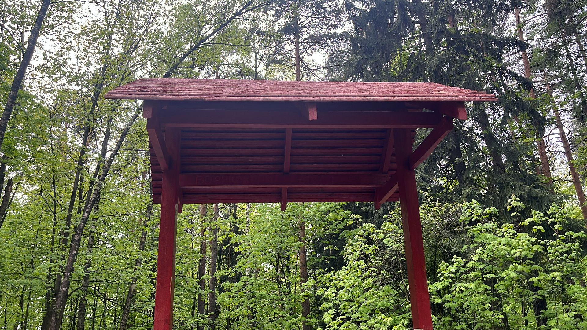 лес, шашлык, шашлыки, шашлык в лесу,