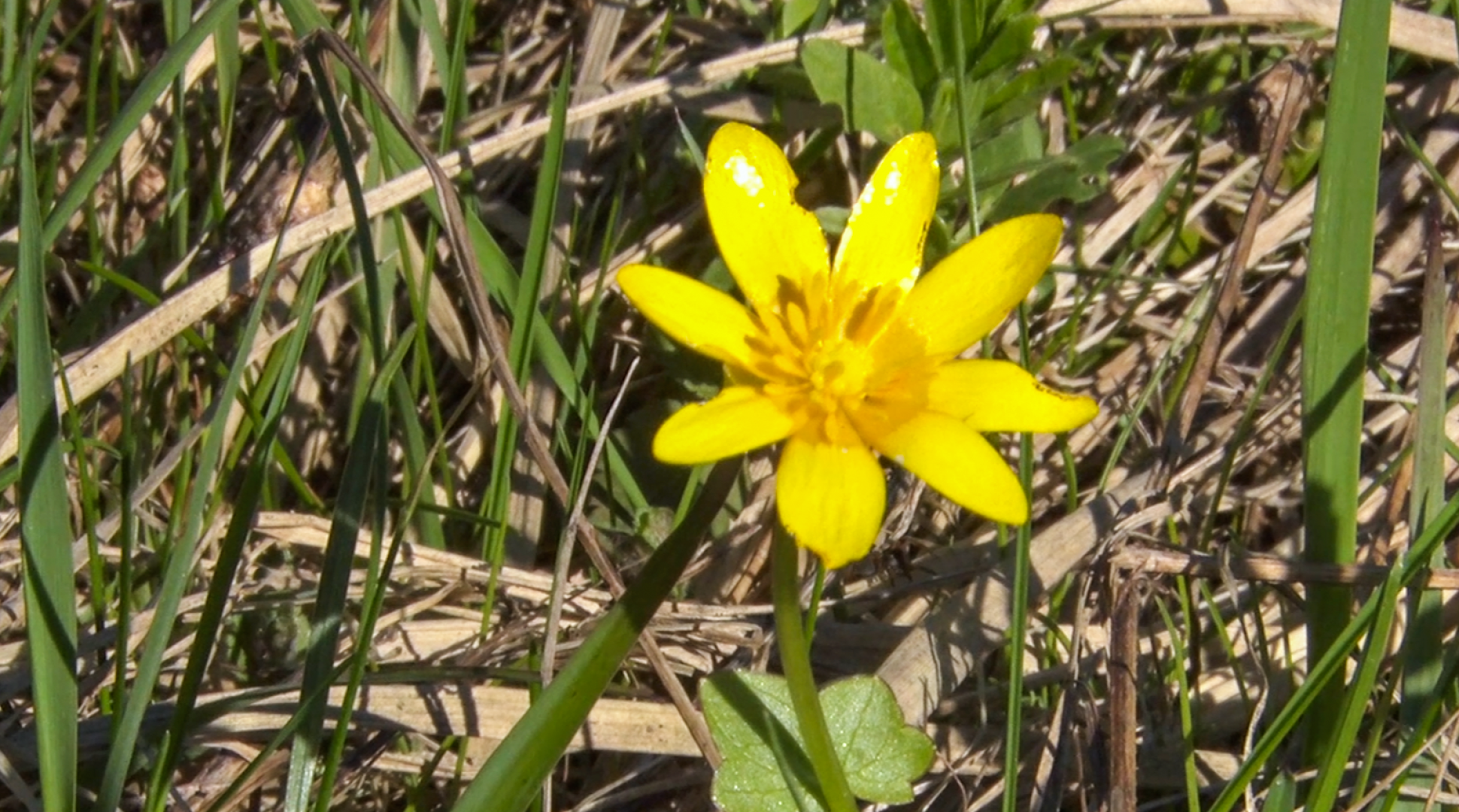 Клин, общество, безопасность, леса, пожары,