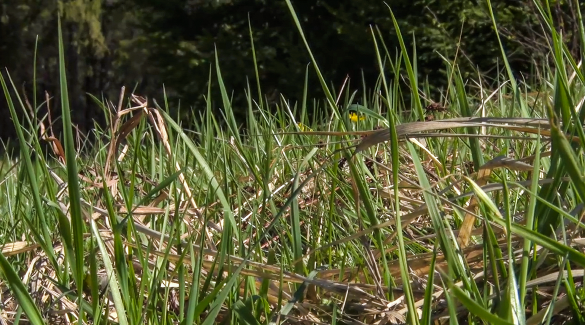 Клин, общество, безопасность, леса, пожары,