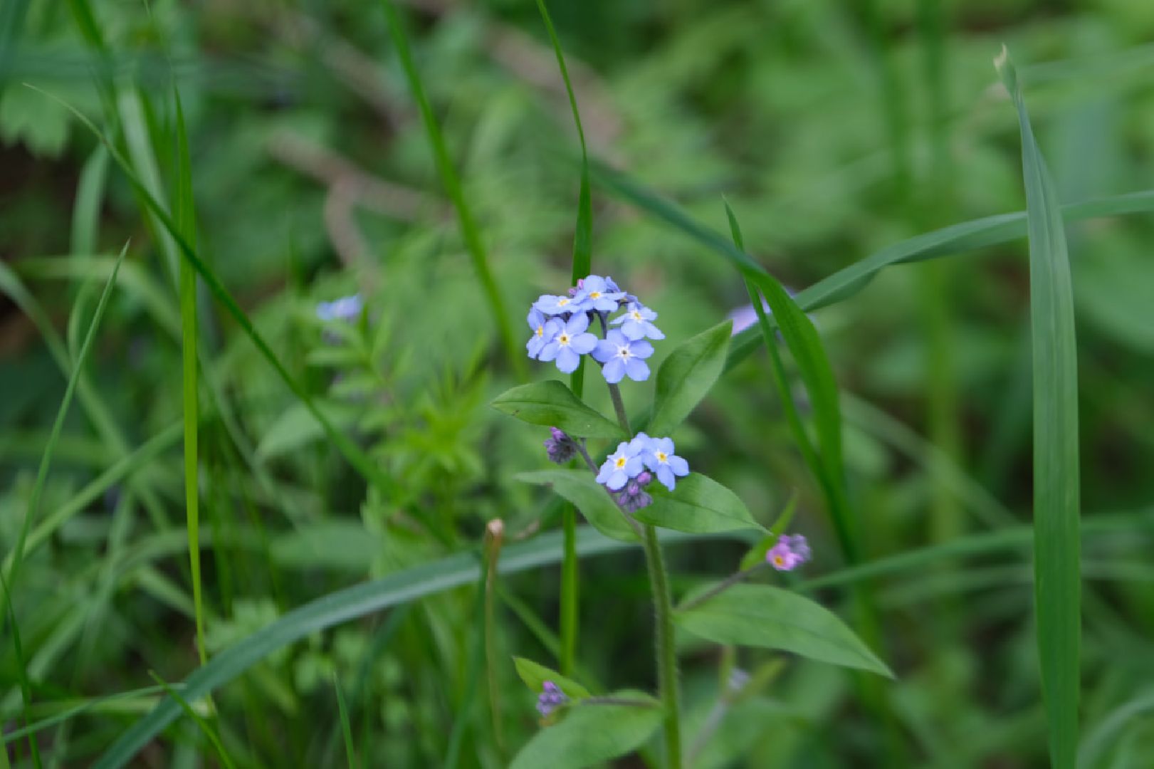 пущино, экология, растения,