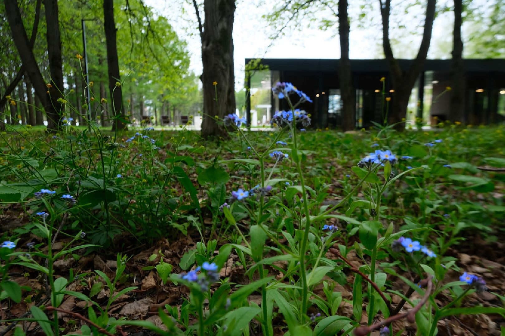 пущино, экология, растения,