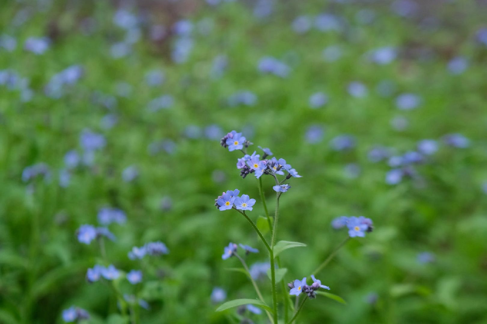 пущино, экология, растения,