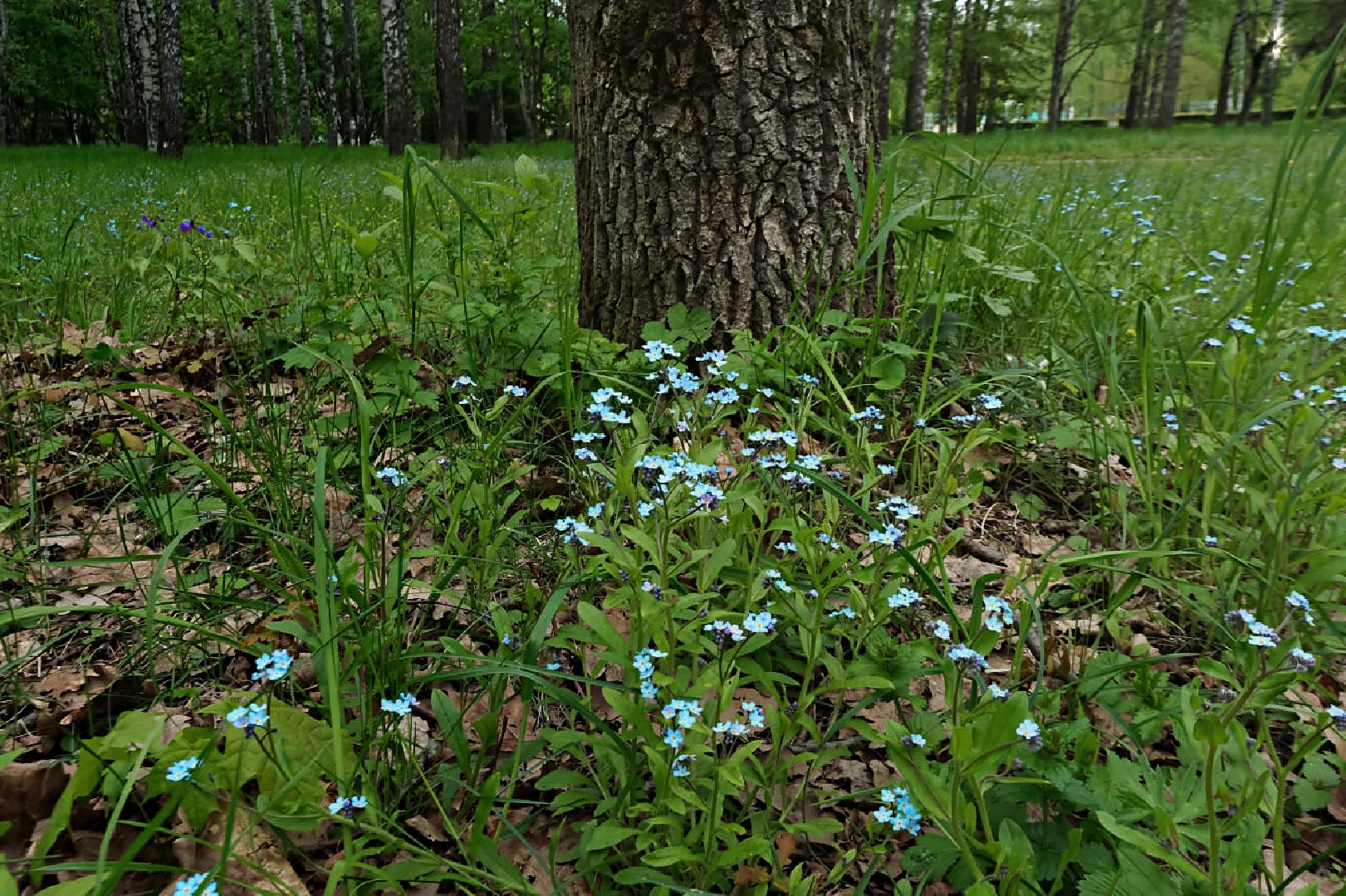 пущино, экология, растения,