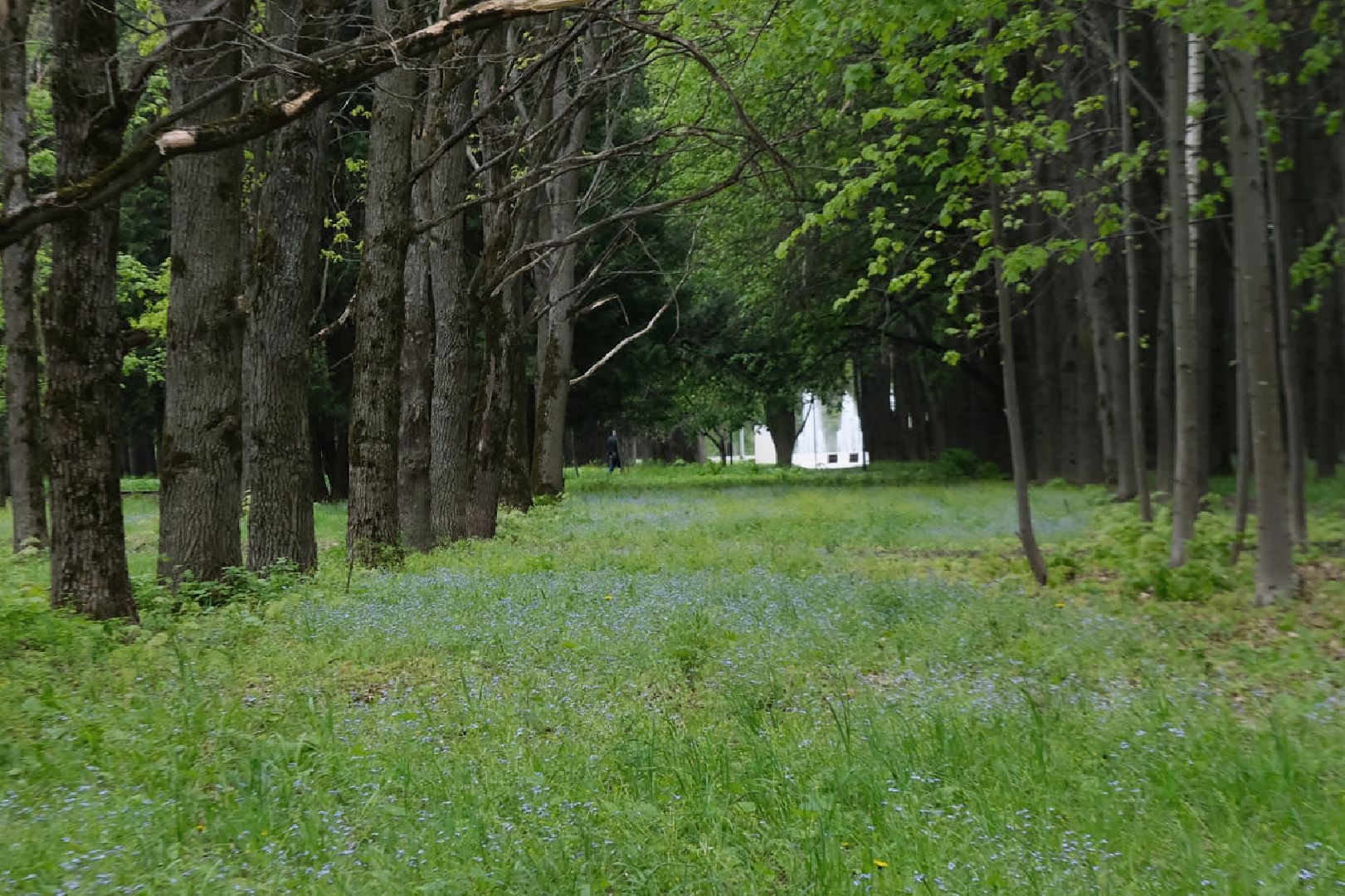 пущино, экология, растения,