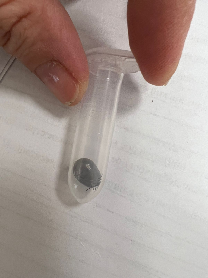 клещи, боррелиоз, анаплазмоз, эрлихиоз, болезнь Лайма, Жуковская ОКБ, Ирина Лукьяненко, врач-инфекционист,