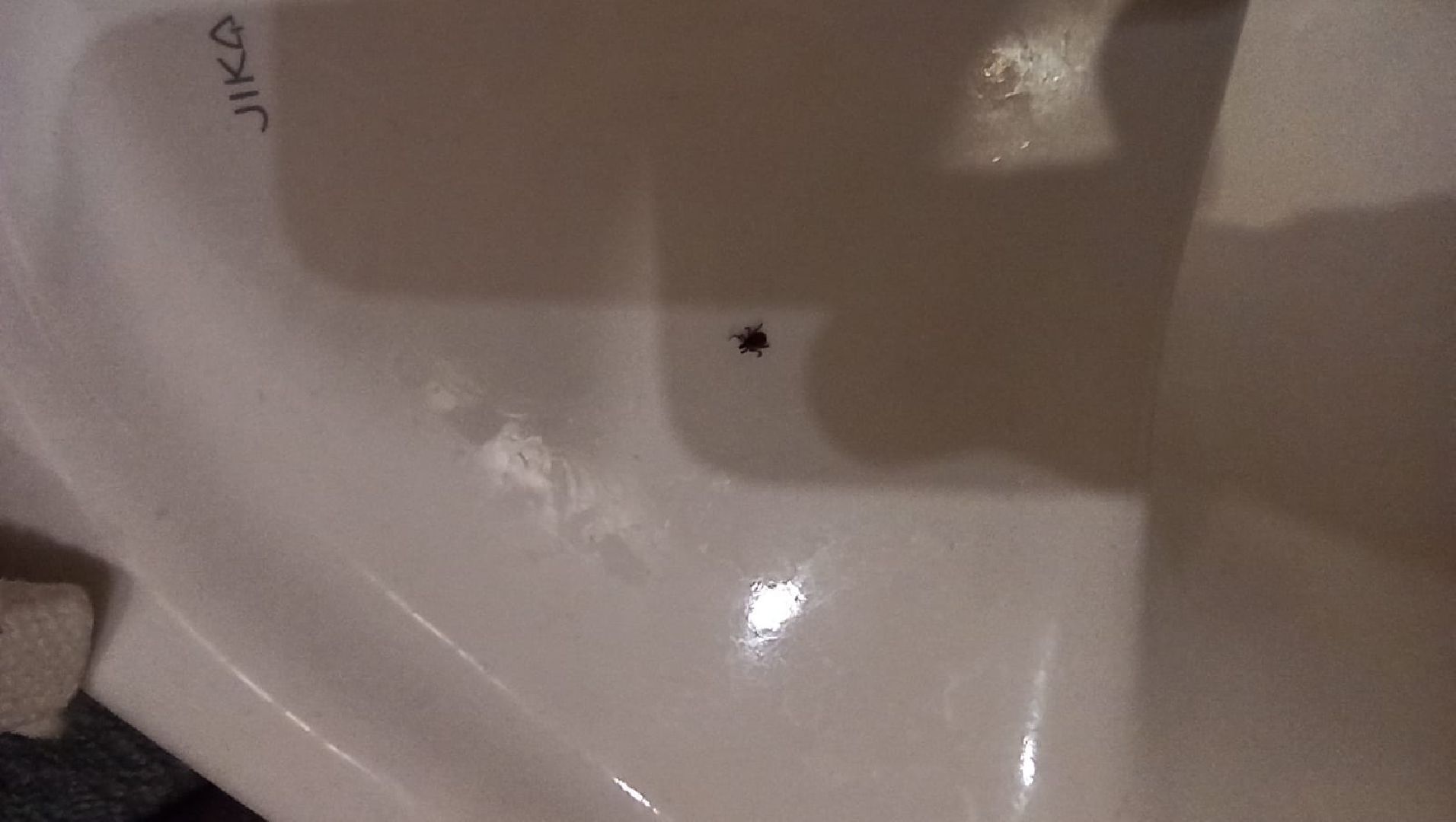 клещи, боррелиоз, анаплазмоз, эрлихиоз, болезнь Лайма, Жуковская ОКБ, Ирина Лукьяненко, врач-инфекционист,