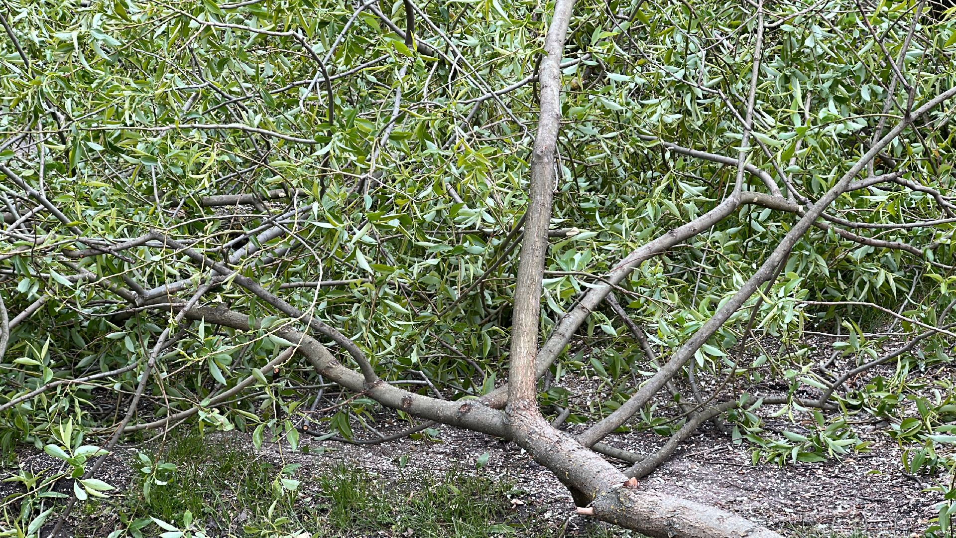 Клин, общество, ЖКХ, аварийные деревья,