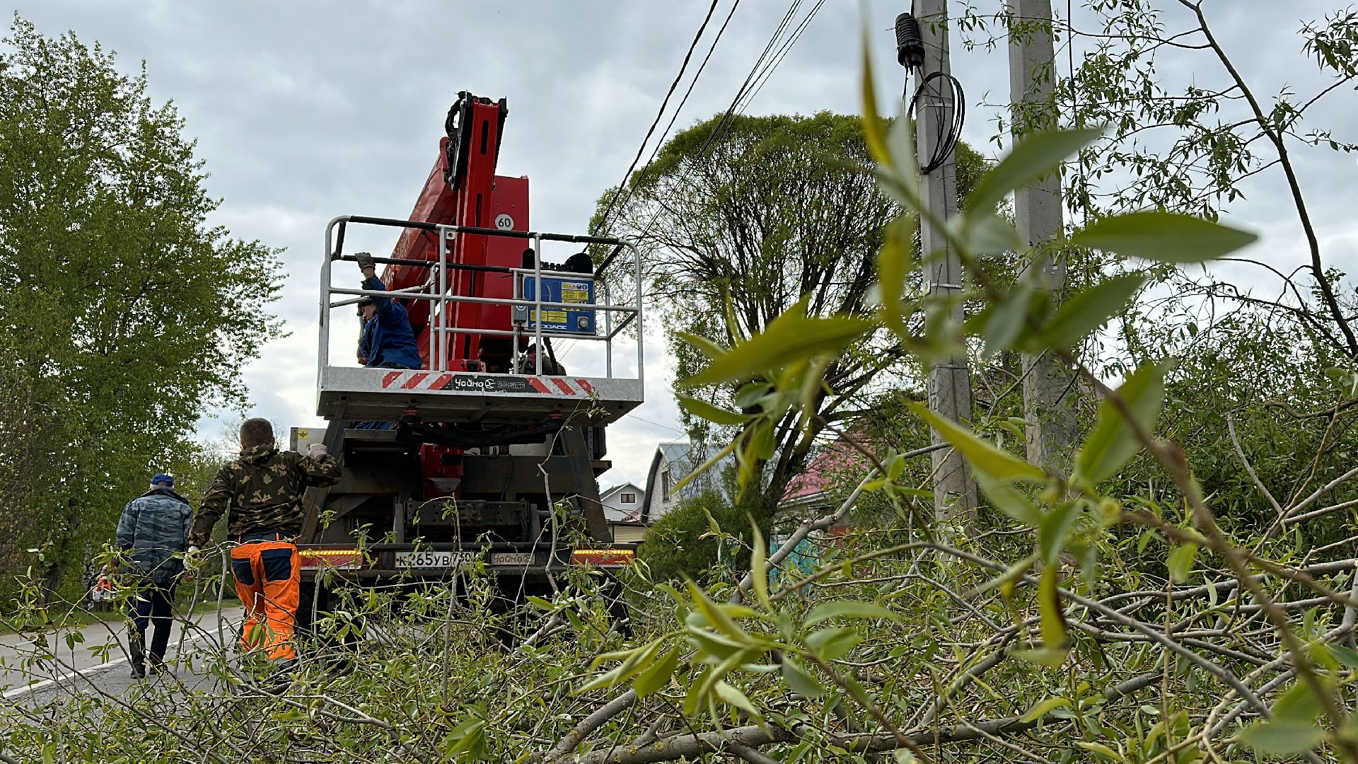 Клин, общество, ЖКХ, аварийные деревья,