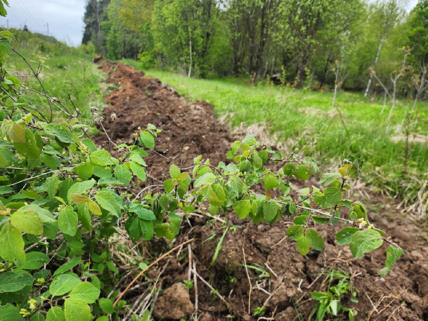 можайск, можайский городской округ, подмосковье, безопасность, минерализованные полосы, лес, лесное хозяйство, пожароопасный сезон,