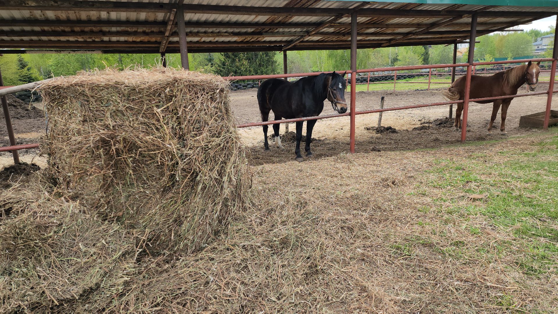 казаки, казачество, руза, рузский городской округ, подмосковье, безопасность, конный патруль,