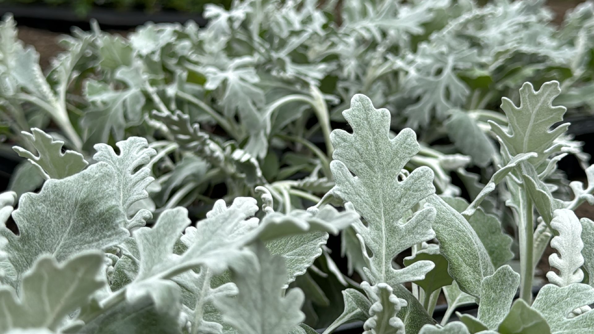 Одинцово, Цветы, Озеленение, Благоустройство,