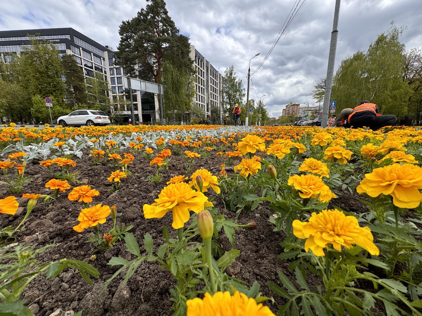 Одинцово, Цветы, Озеленение, Благоустройство,