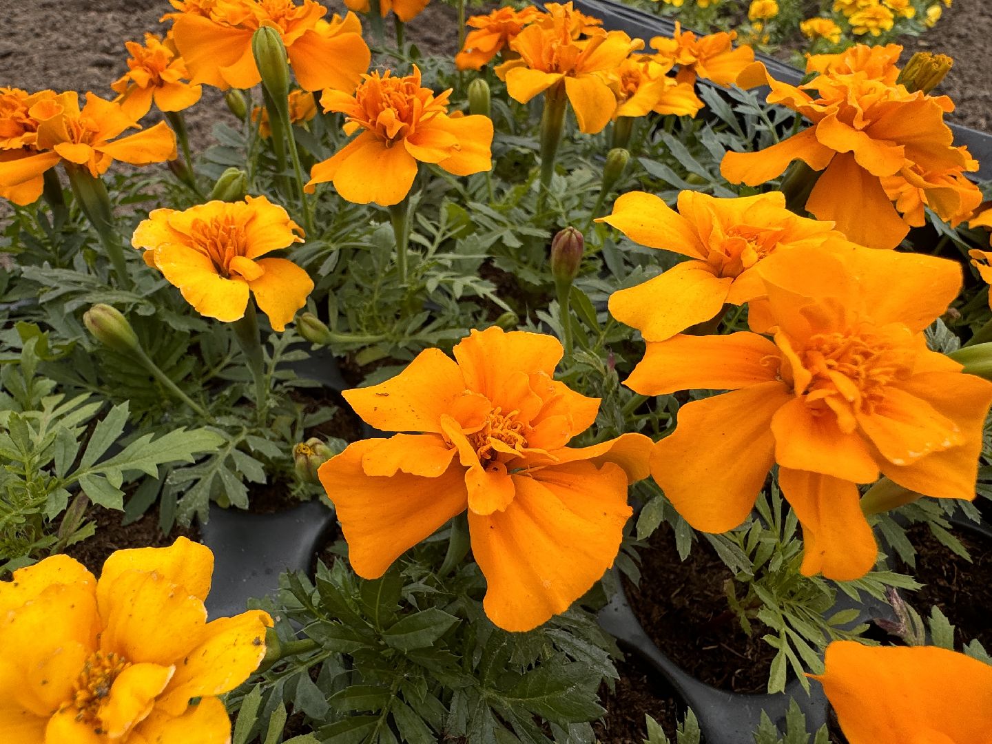 Одинцово, Цветы, Озеленение, Благоустройство,