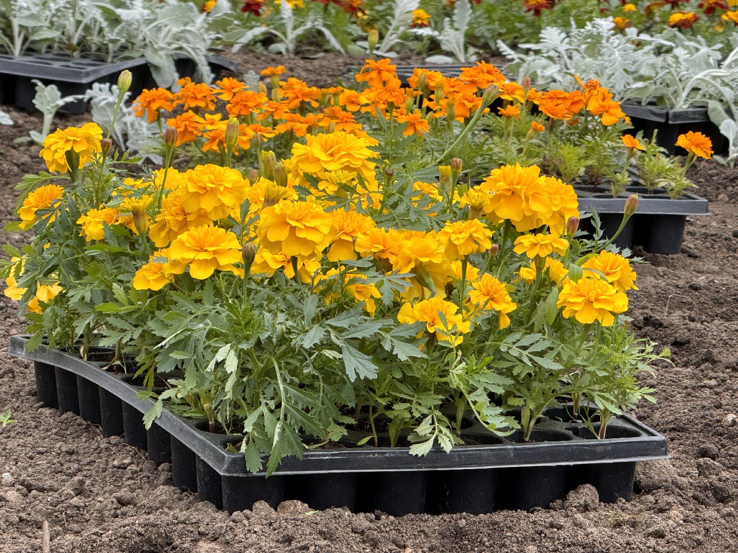 Одинцово, Цветы, Озеленение, Благоустройство,