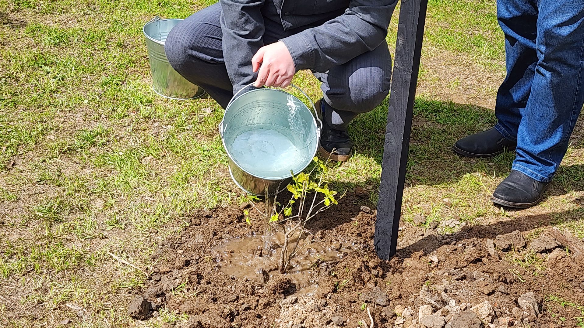 Солнечногорск, Борис Васильев, городской парк, акция памятия, аллея памяти,