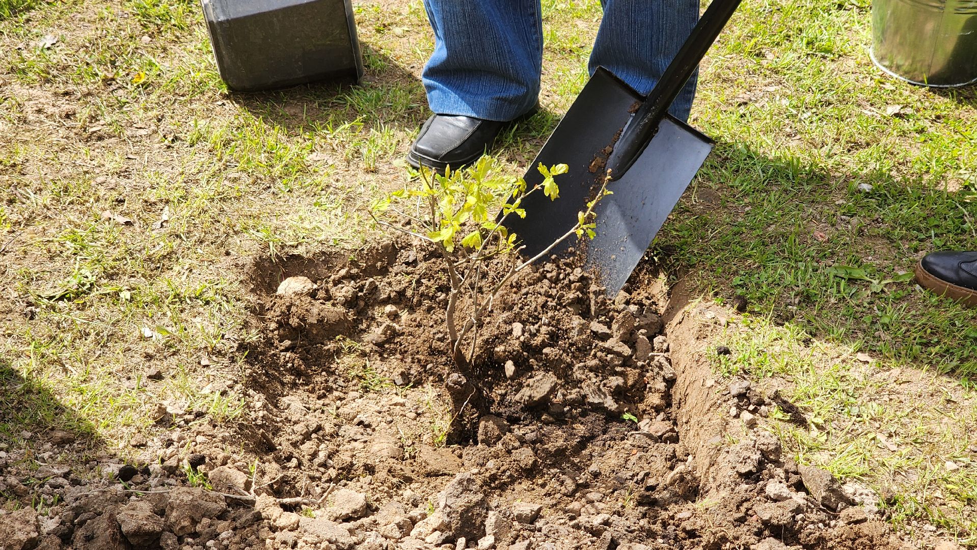 Солнечногорск, Борис Васильев, городской парк, акция памятия, аллея памяти,