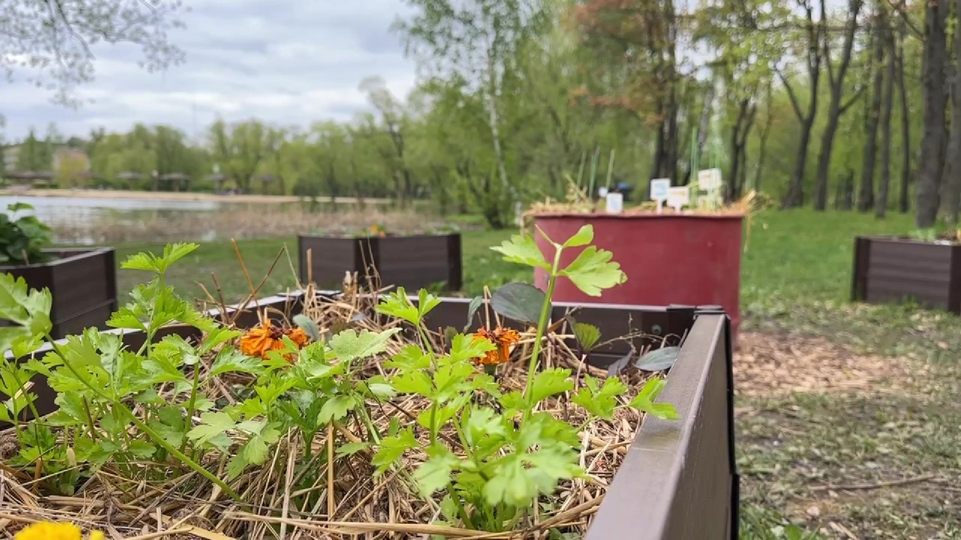 реутов, общественный огород, растения,