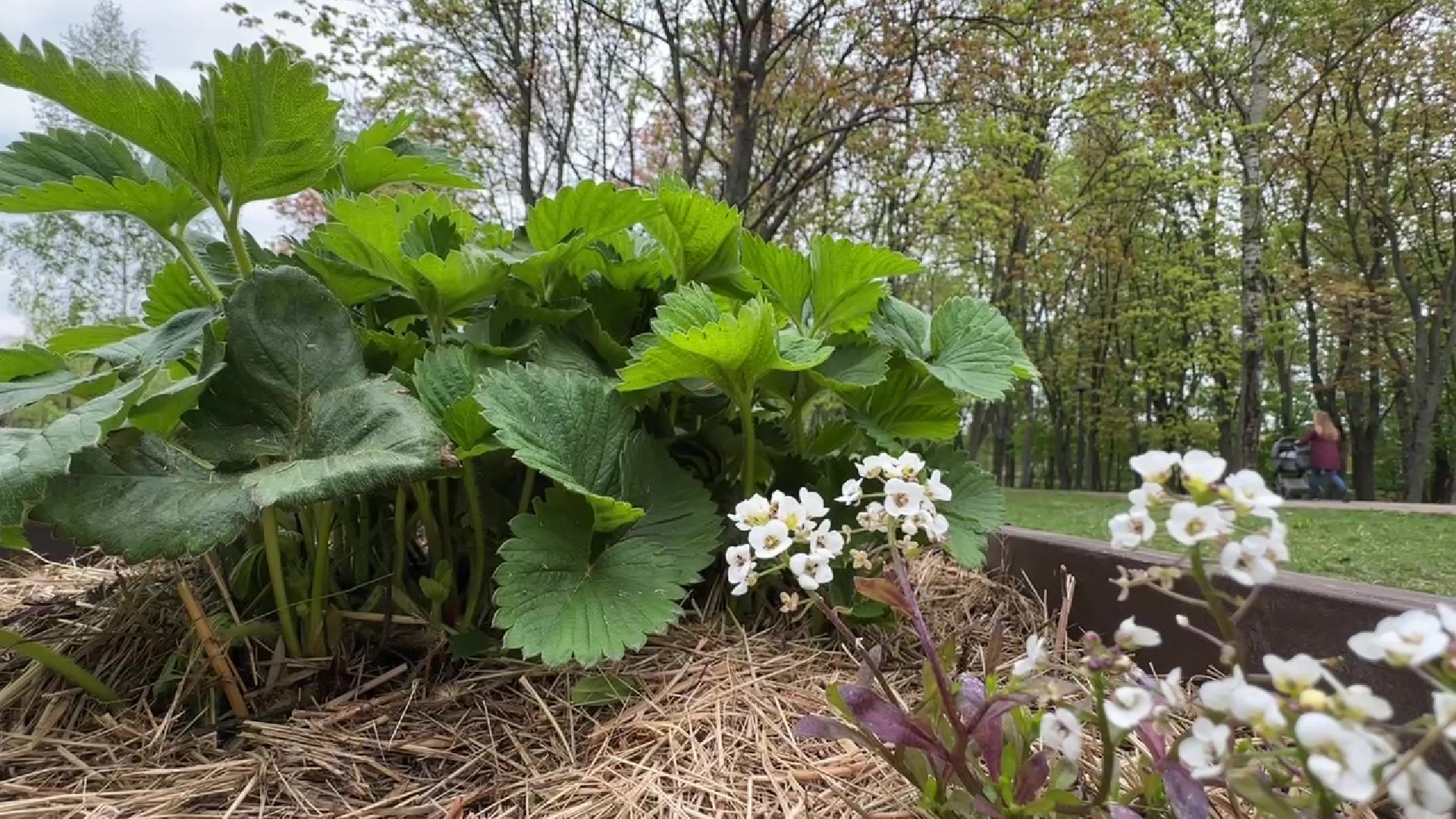 реутов, общественный огород, растения,