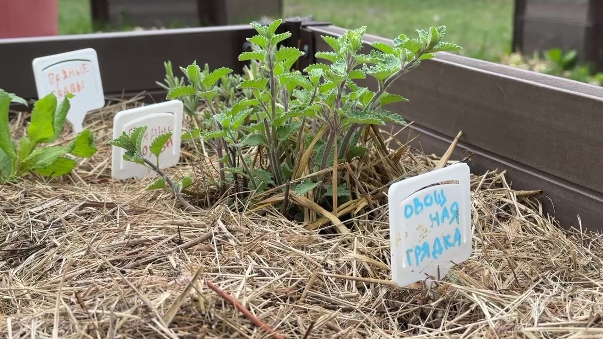 реутов, общественный огород, растения,