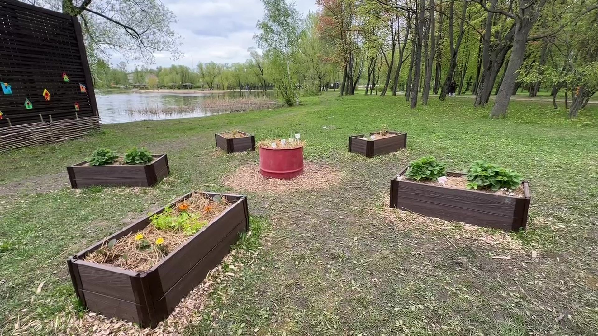 реутов, общественный огород, растения,