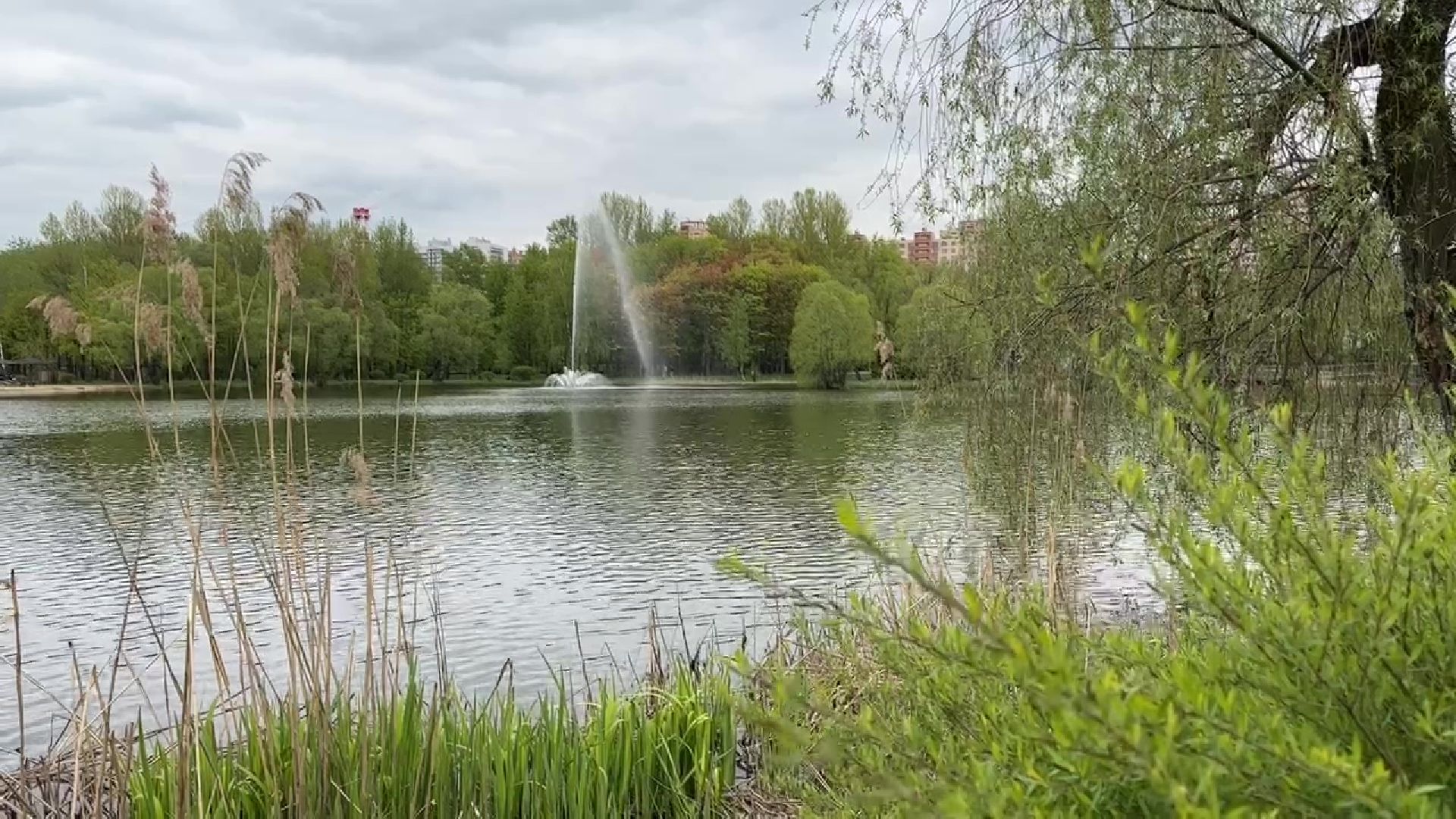 реутов, общественный огород, растения,