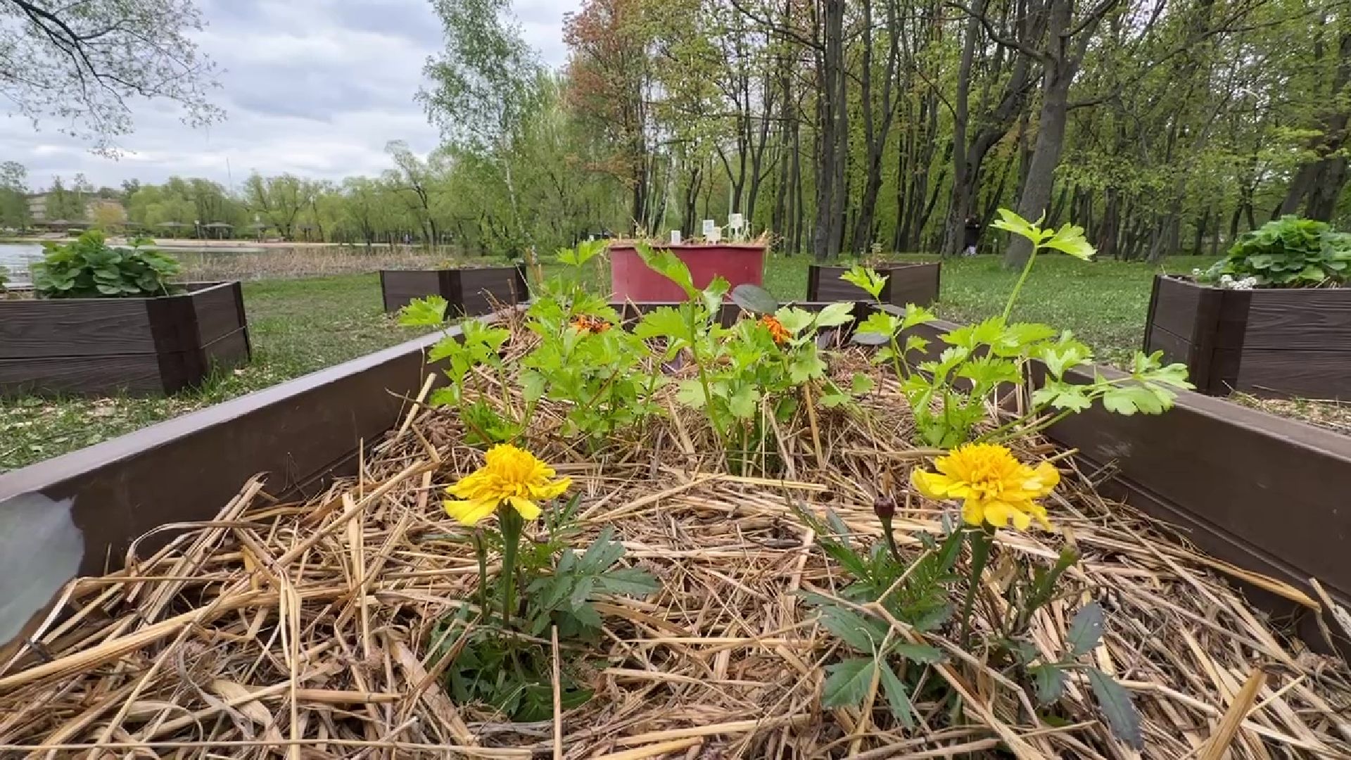 реутов, общественный огород, растения,