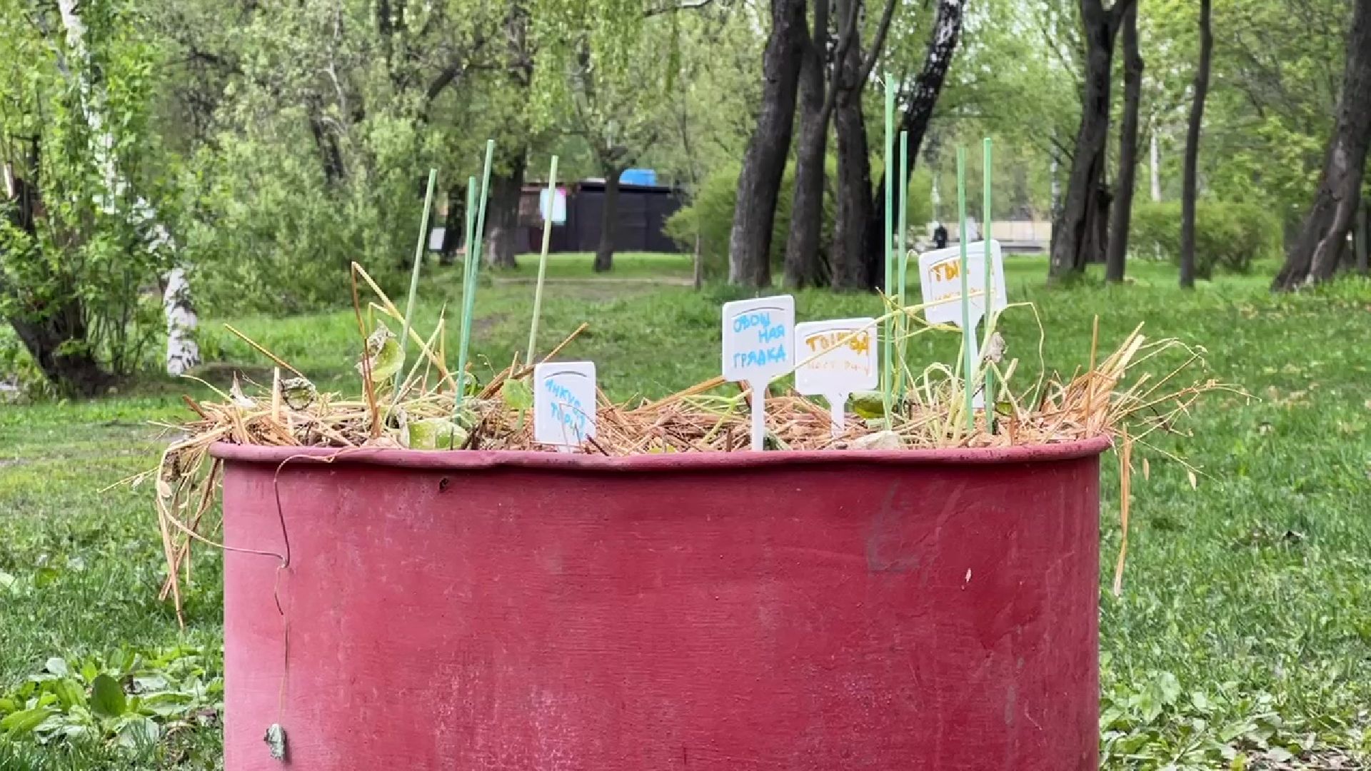 реутов, общественный огород, растения,