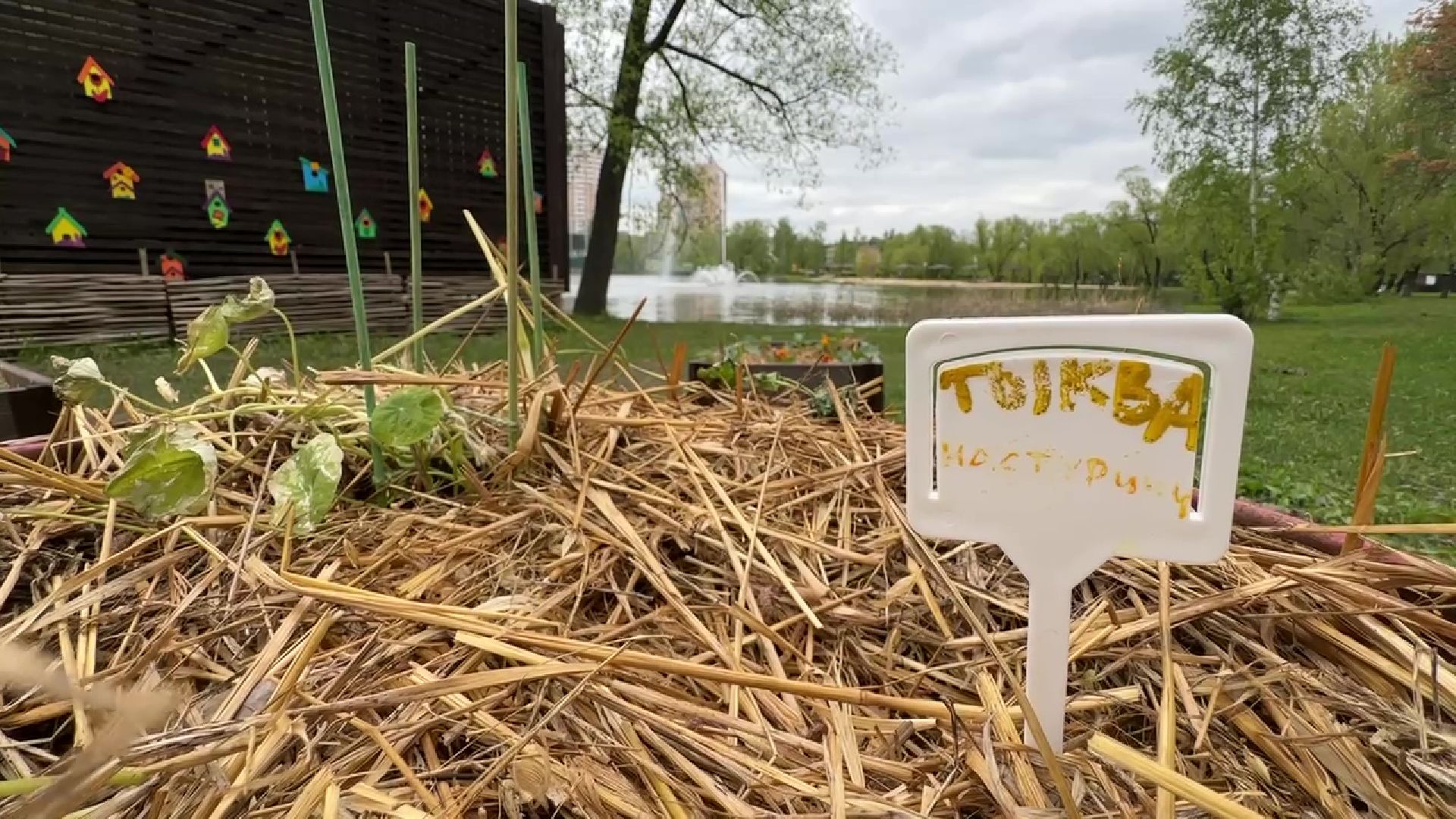 реутов, общественный огород, растения,