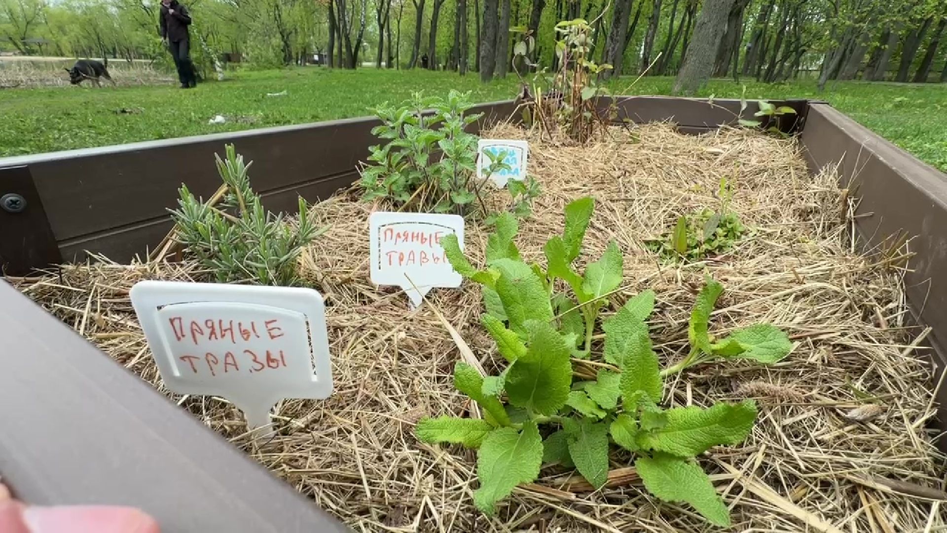 реутов, общественный огород, растения,