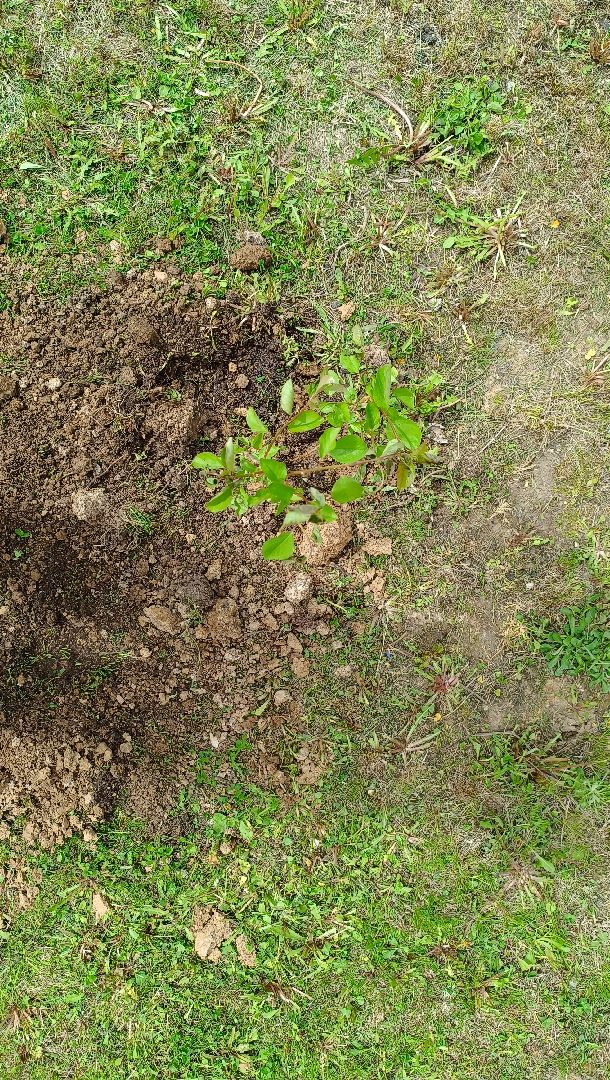 деревья, цветы, лобня,