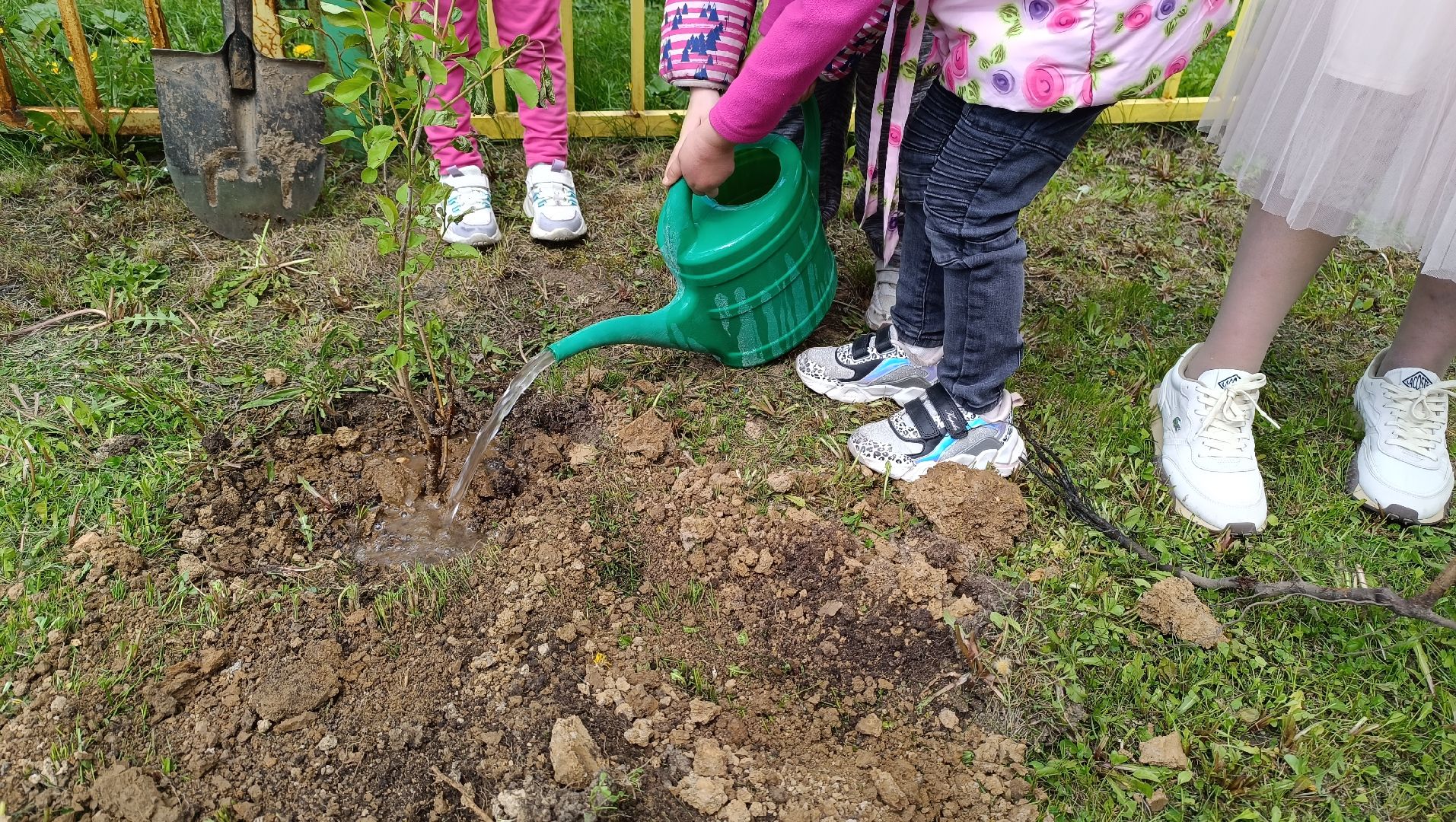 деревья, цветы, лобня,