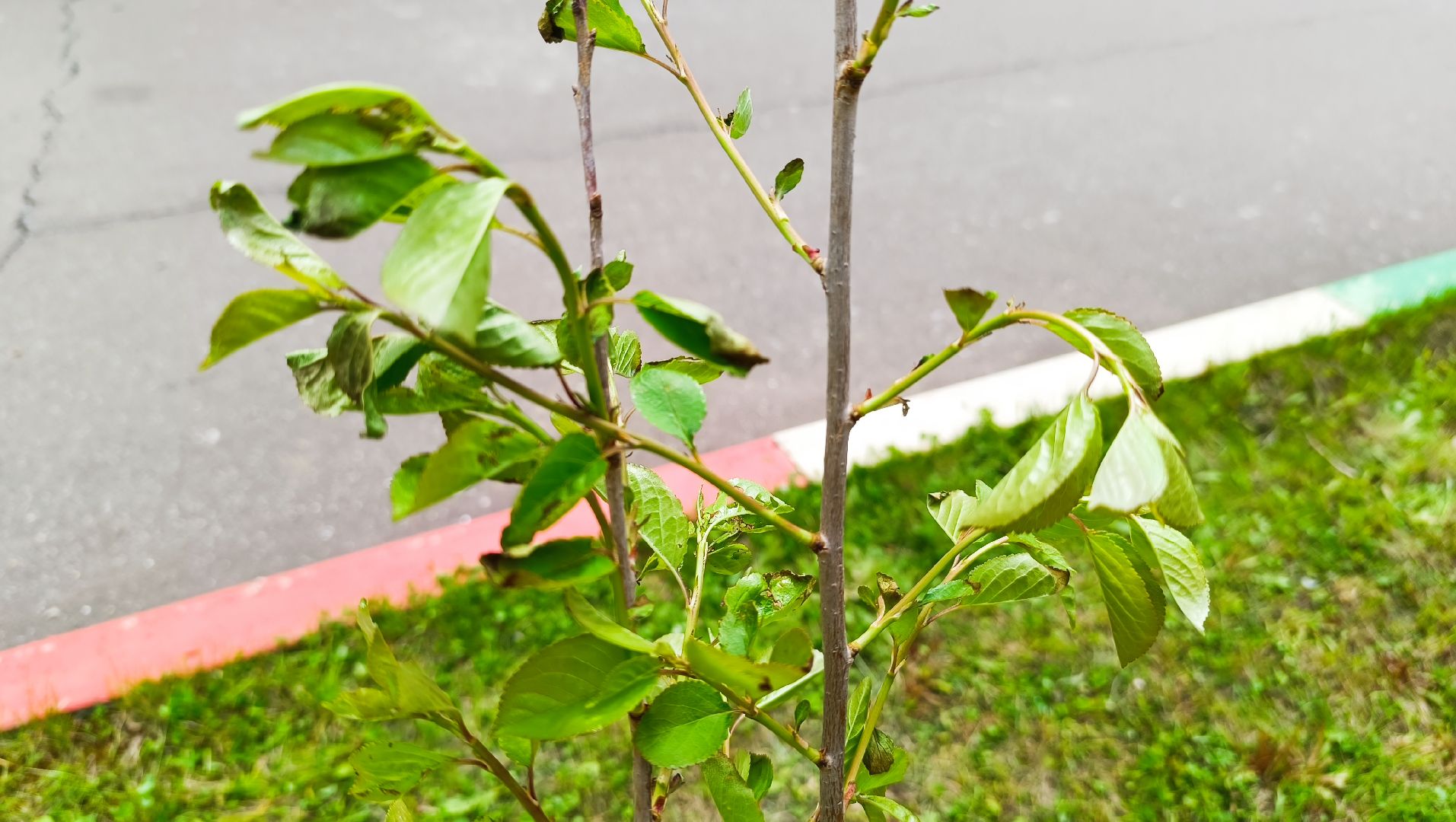 деревья, цветы, лобня,