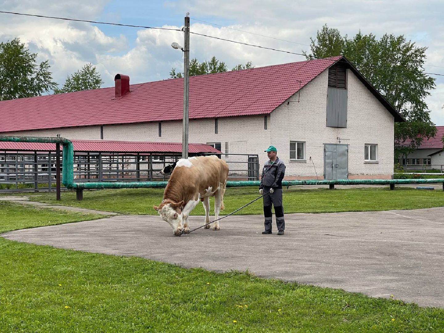 Подольск, Быки производители, Животноводство, Выводка,