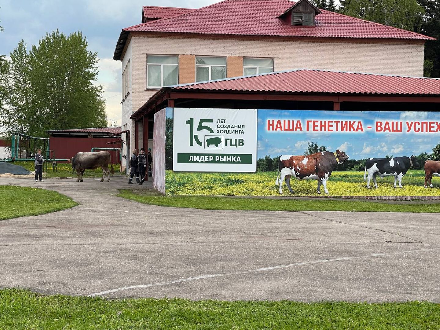 Подольск, Быки производители, Животноводство, Выводка,