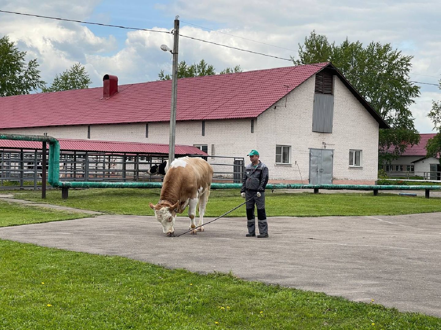 Подольск, Быки производители, Животноводство, Выводка,