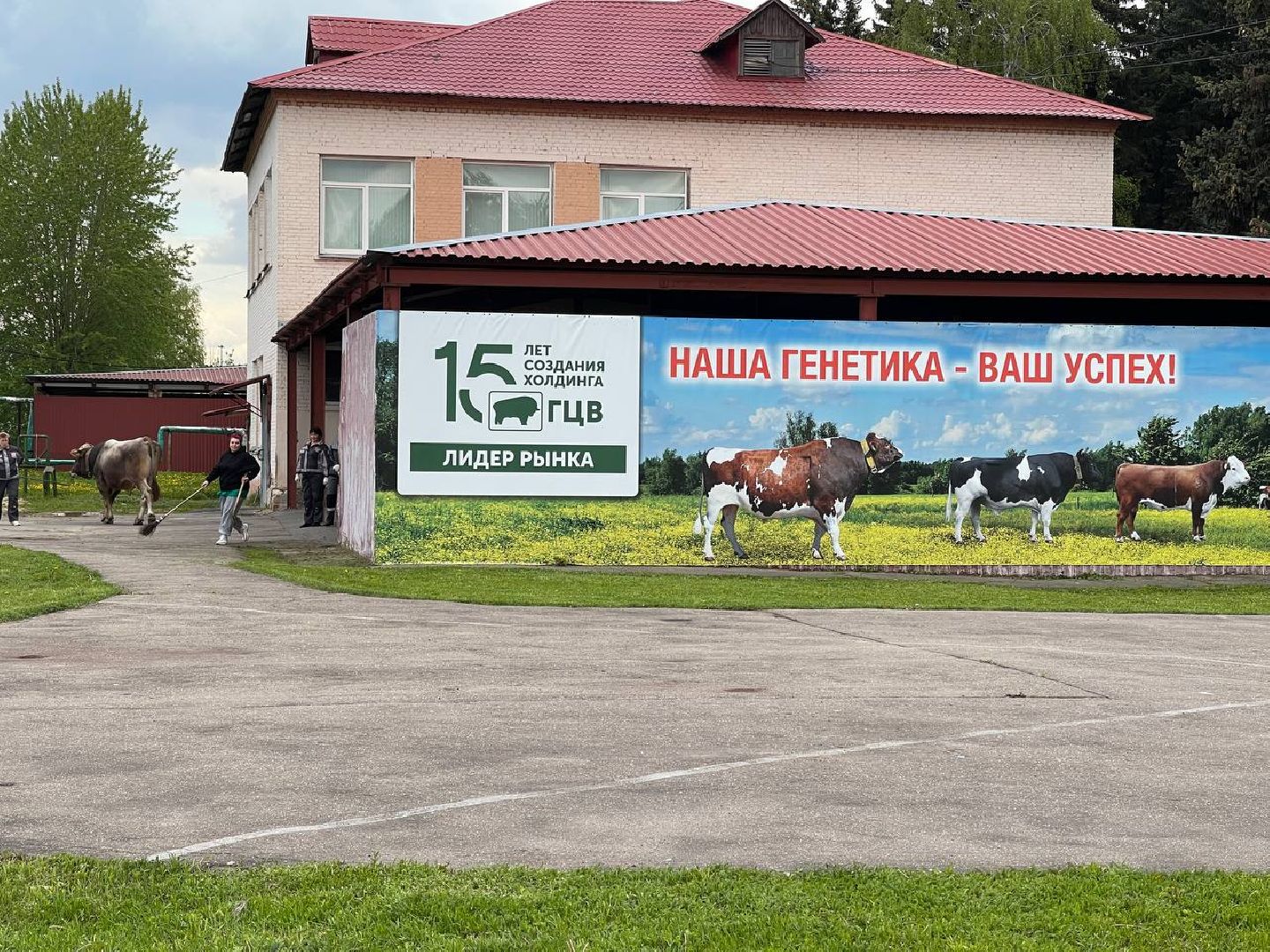 Подольск, Быки производители, Животноводство, Выводка,