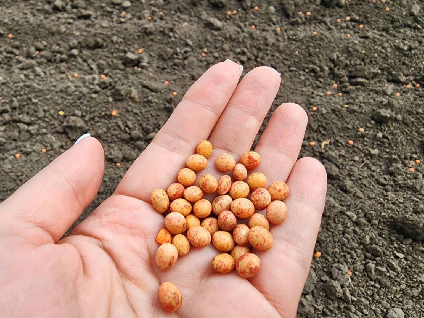 Серебряные Пруды, Сельское хозяйство, посевная 2024, соя,