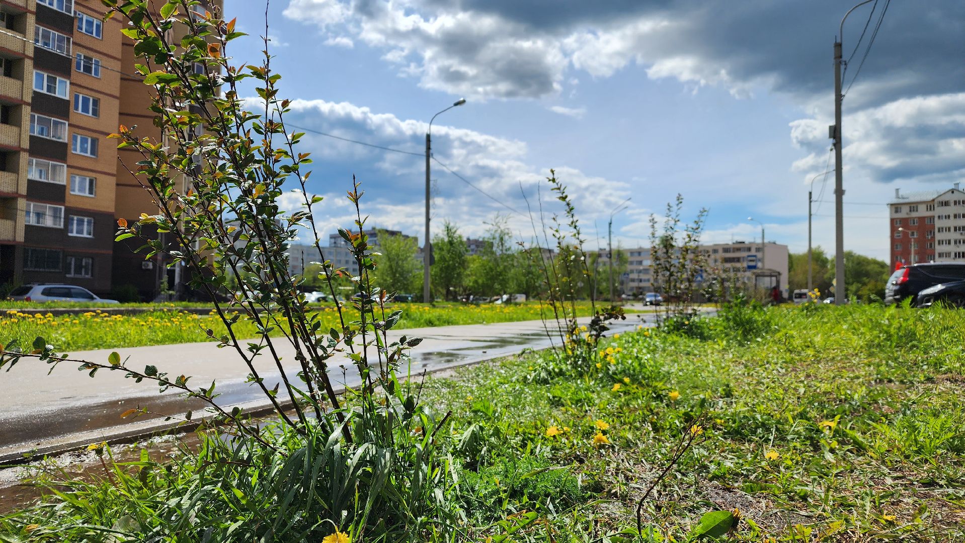 благоустройство, Лосино-Петровский, коммунальщики, растения, деревья,