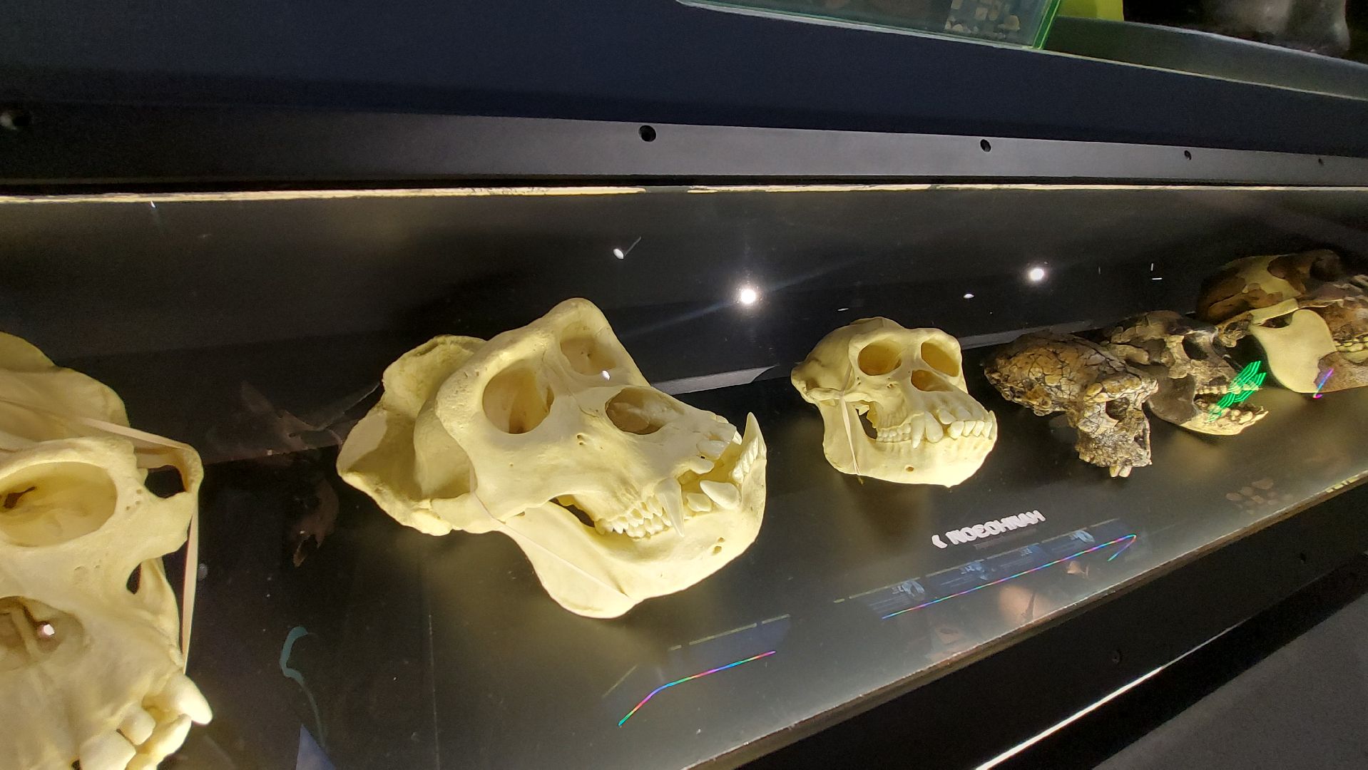 история, палеонтология, музей, туризм в подмосковье,