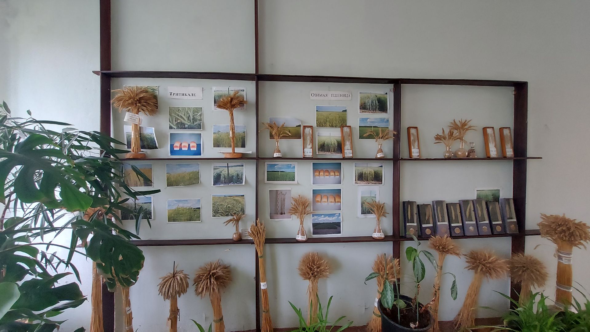 сельское хозяйство, пшеница, опыты,