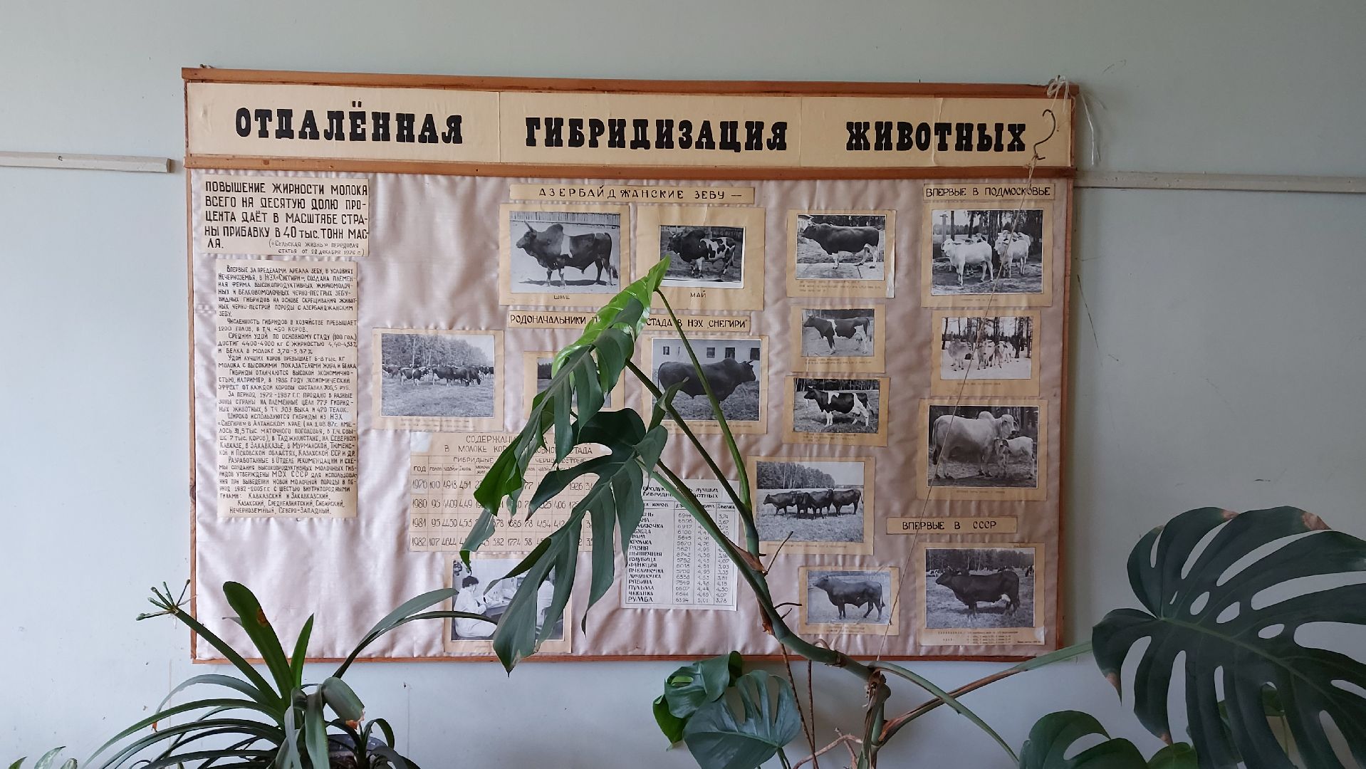 сельское хозяйство, пшеница, опыты,