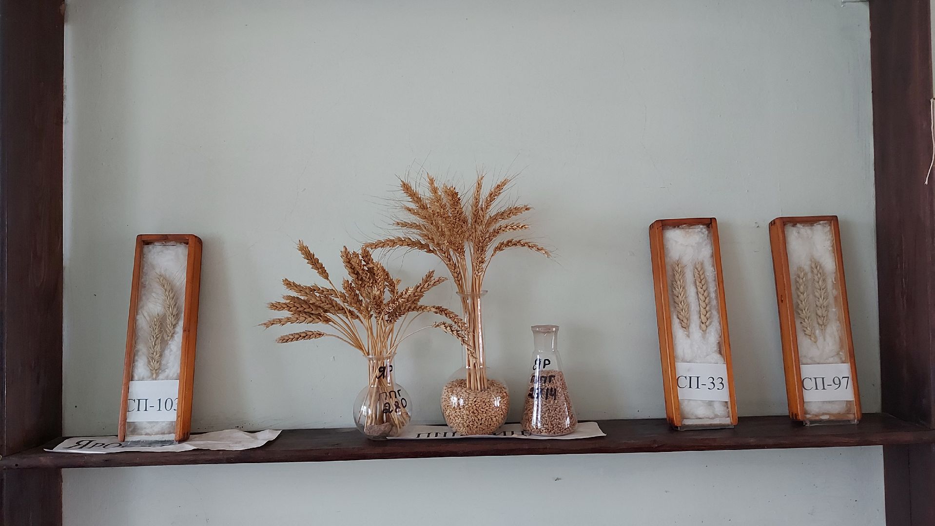 сельское хозяйство, пшеница, опыты,