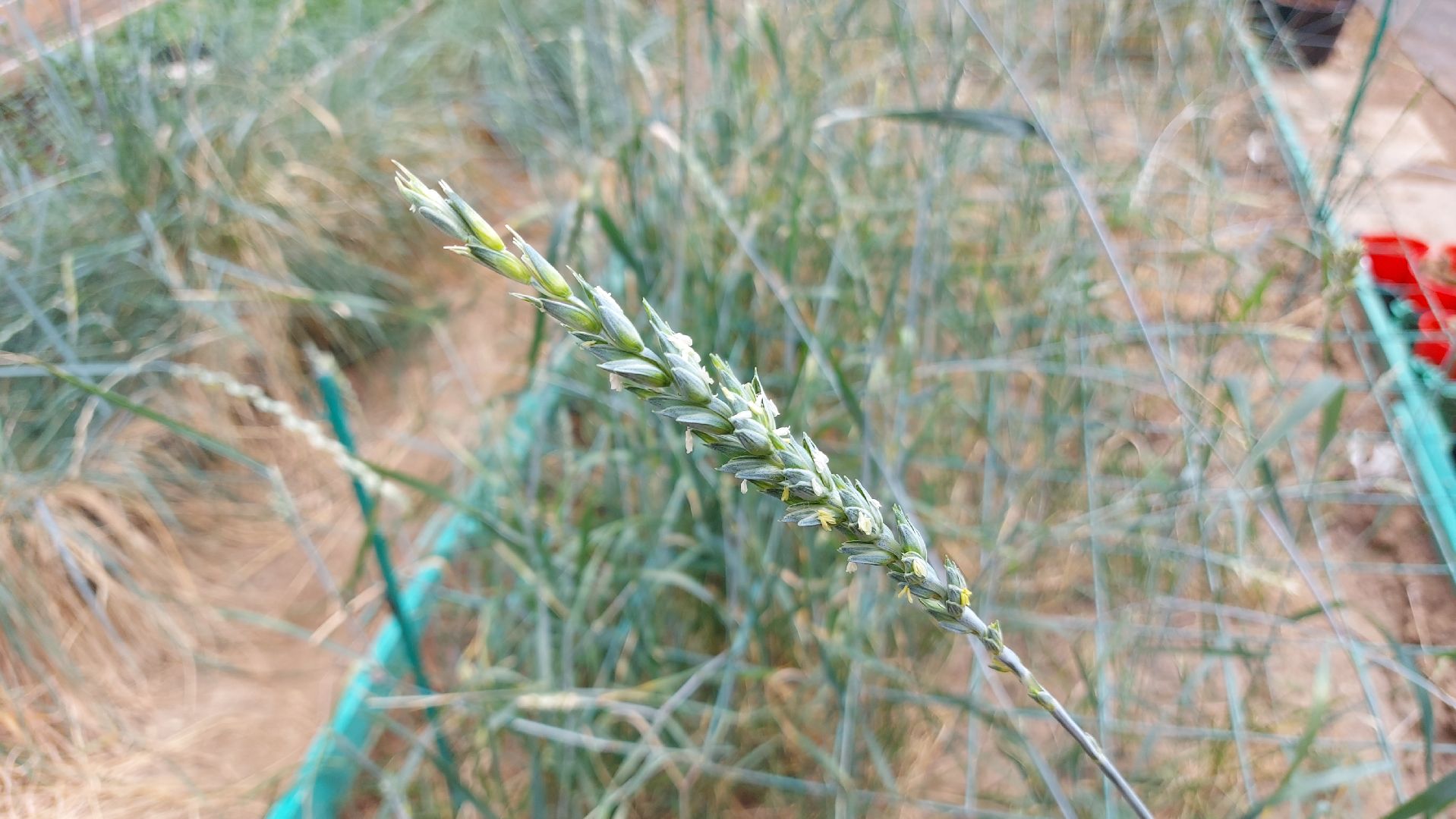 сельское хозяйство, пшеница, опыты,
