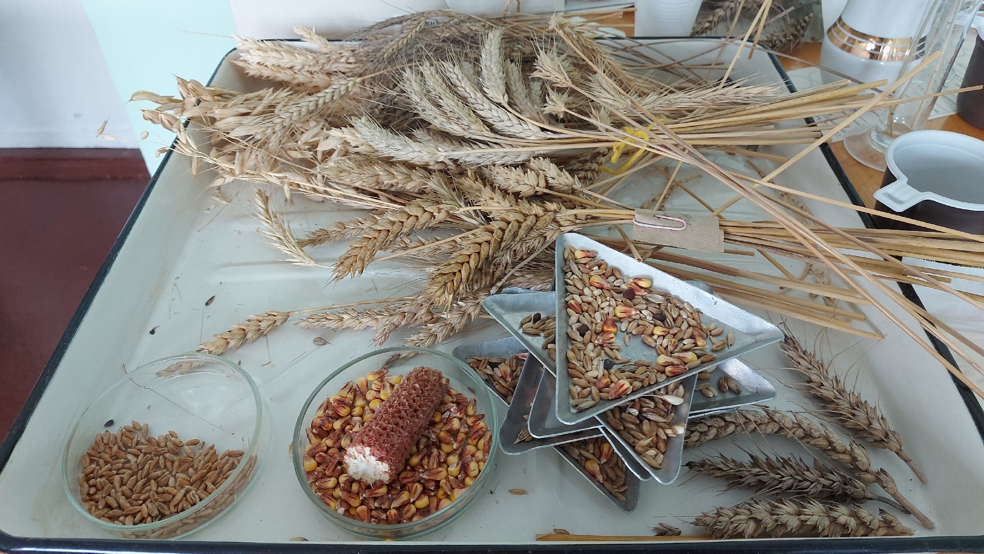 сельское хозяйство, пшеница, опыты,