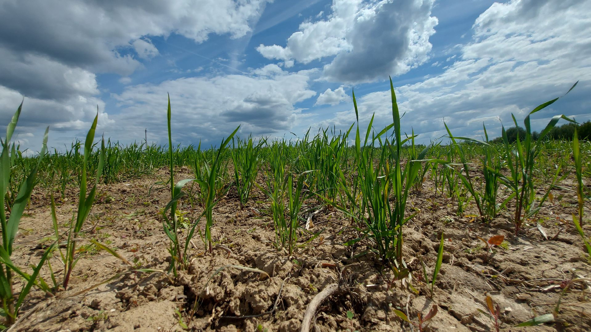 сельское хозяйство, пшеница, опыты,