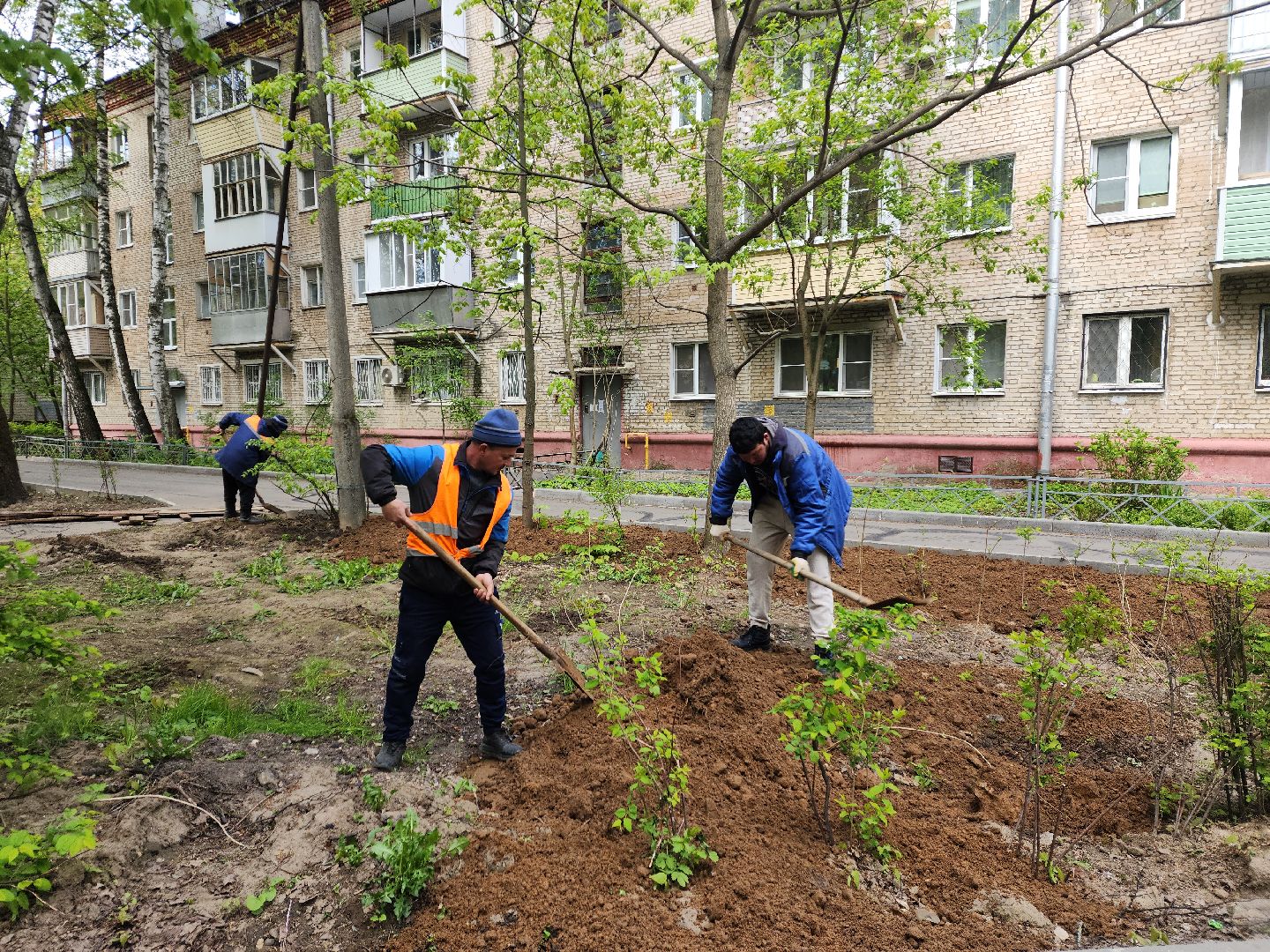 пушкино, благоустройство, газон, трава,