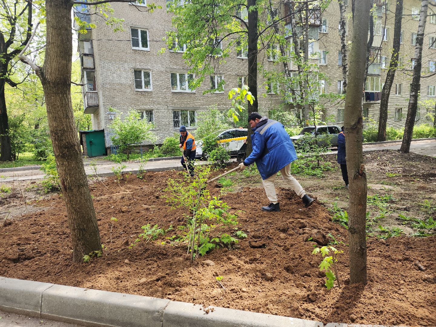 пушкино, благоустройство, газон, трава,
