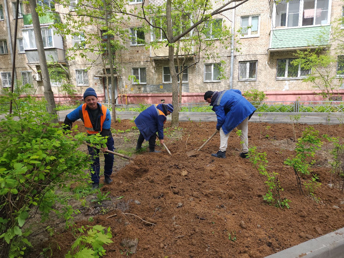 пушкино, благоустройство, газон, трава,