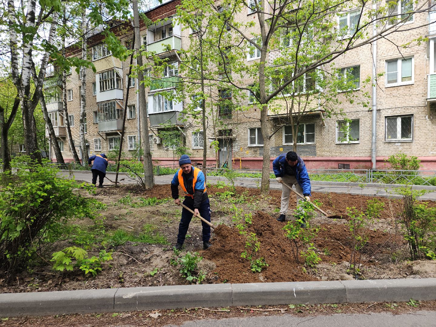 пушкино, благоустройство, газон, трава,